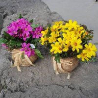 Кашпо с цветами