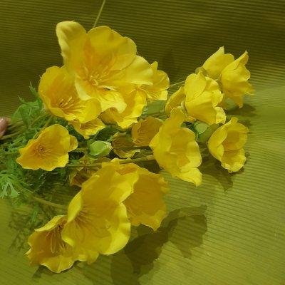 Энотера жёлтая 