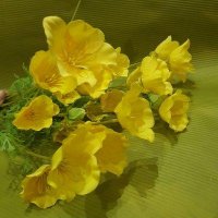 Энотера жёлтая 