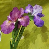 Ирисы высокие