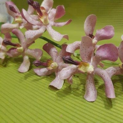 Ветка орхидеи