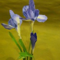 Ирисы