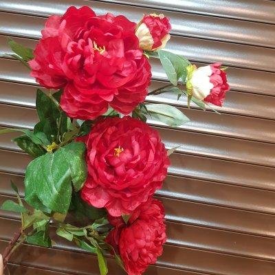 Пионы высокие