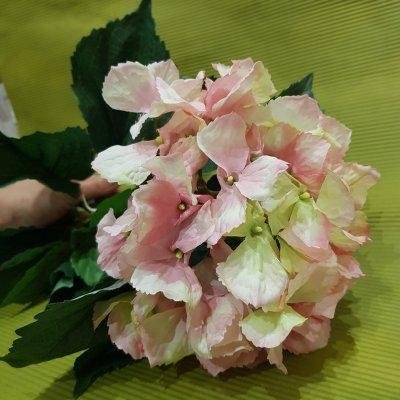 Ветка Гортензии