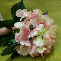 Ветка Гортензии