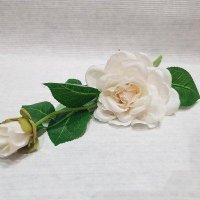 Ветка белой розы