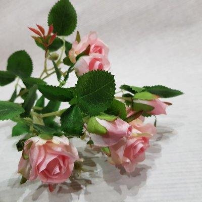 Роза кустовая