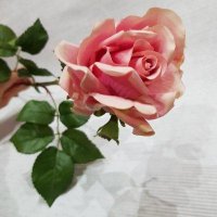 Роза чайная