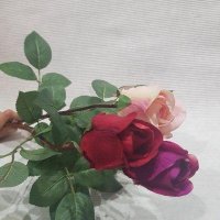 Роза Анастасия