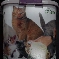 Контейнер для корма "Cats"