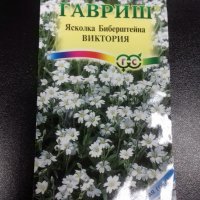 Ясколка Биберштейна Виктория Гавриш