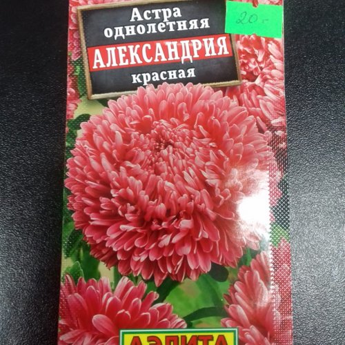 Астра однолетняя