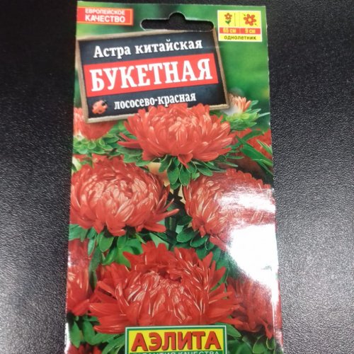 Астра китайская