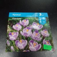 Крокус Пиквик