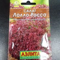Салат Лолло Росса Аэлита