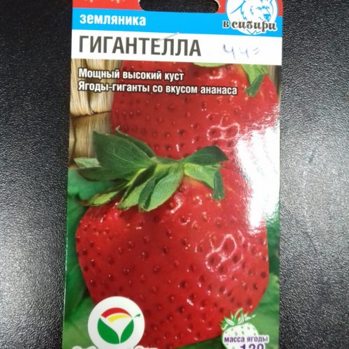 Земляника Гигантелла