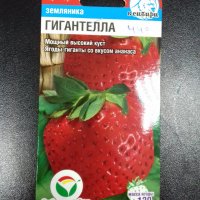 Земляника Гигантелла