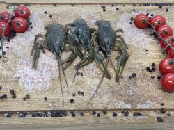 Рак живой (в 1кг 20шт)