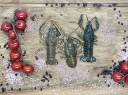 Рак живой (в 1 кг 30-35шт)