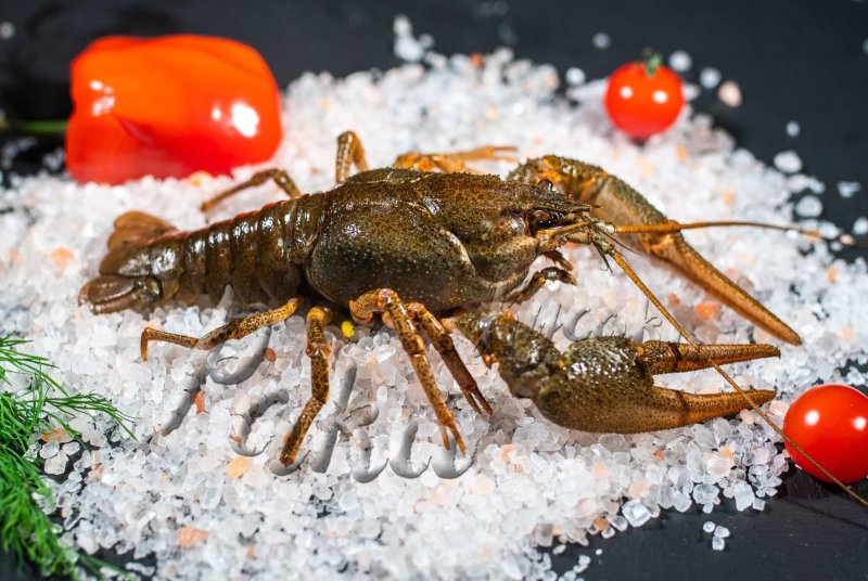 Рак живой  отборный крупный