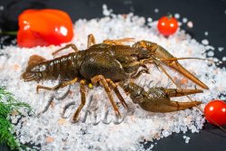 Рак живой  отборный крупный