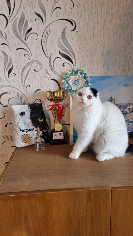 Котенок скотишш-фолд