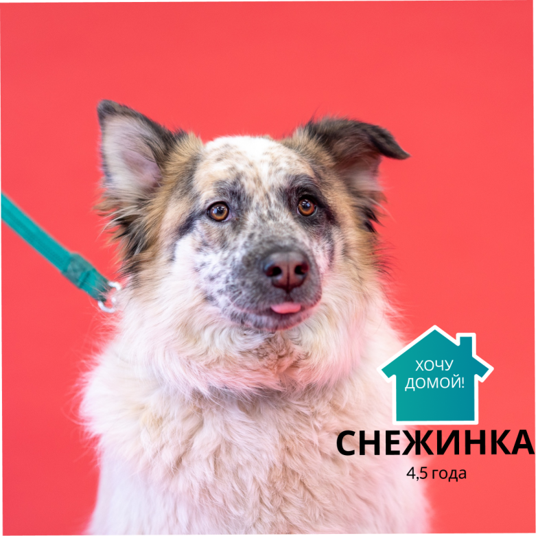 Снежинка 🐕