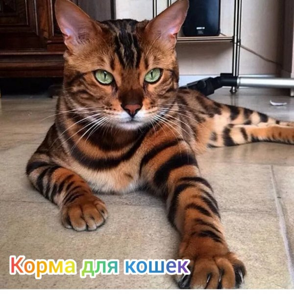 Зоомагазин "ЗооМир"