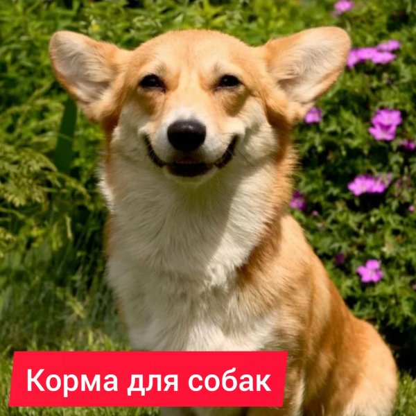 Зоомагазин "ЗооМир"