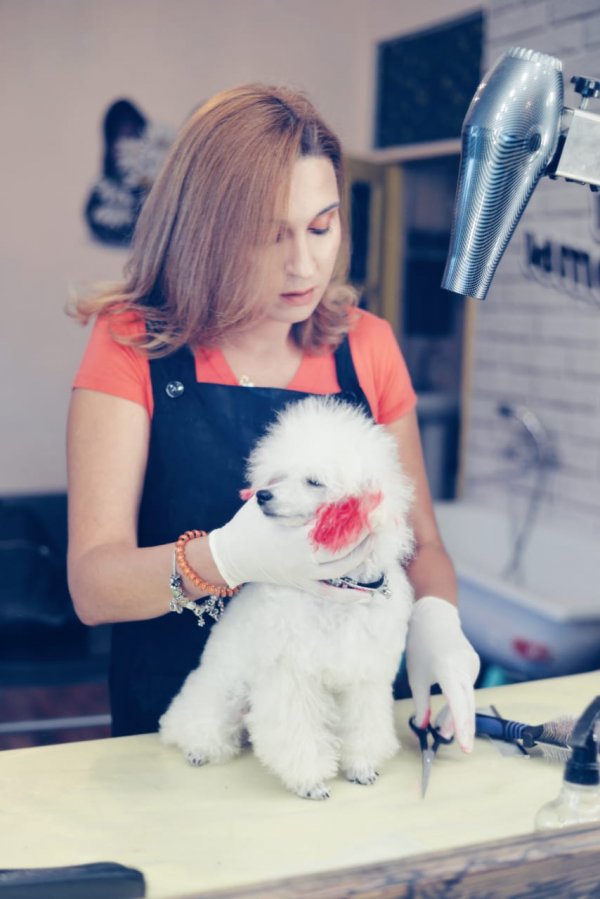 Студия Зверской Красоты