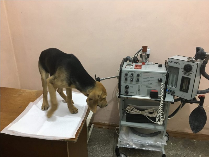 Ветзоосервис